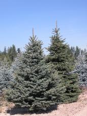 Colorado Spruce